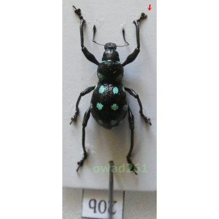 Metapocyrtus elegans Waterhouse, 1842 male Philippines20b
